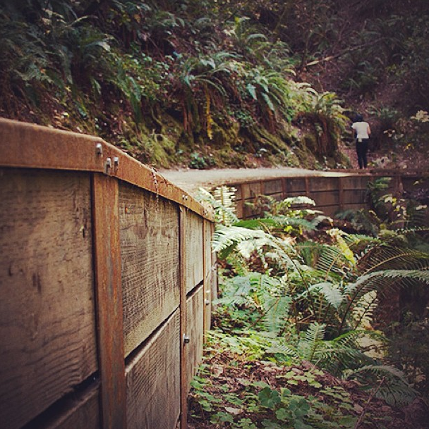 Stay On The Trail – Muir Woods State Park, CA