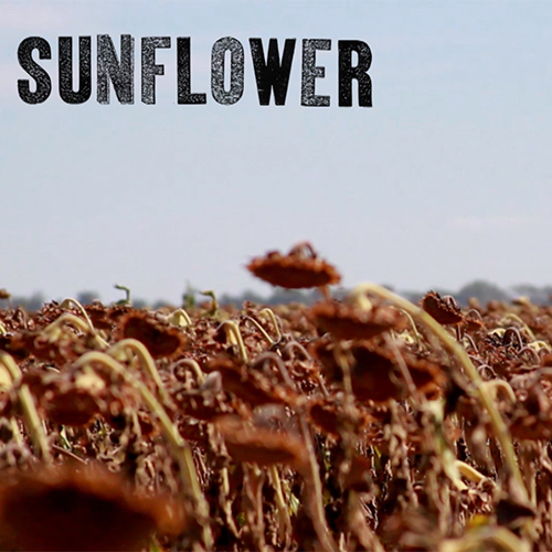 Sunflower: A Poem