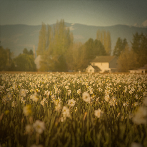 tulip_farm