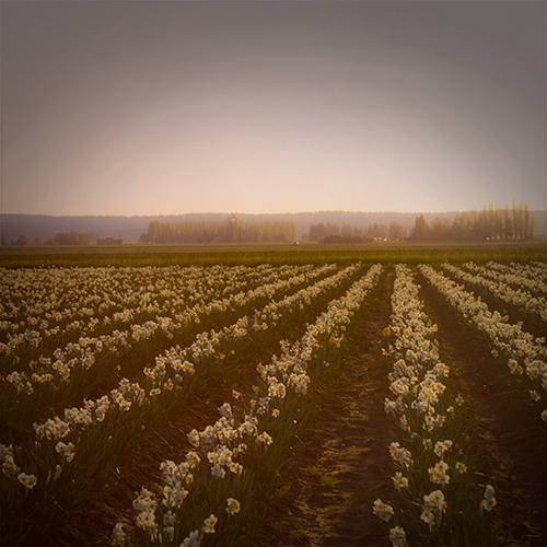 tulip_farm_3