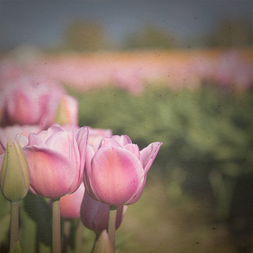tulips_2