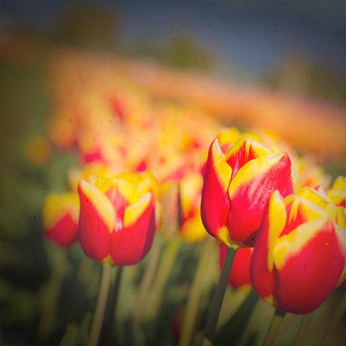 tulips_3