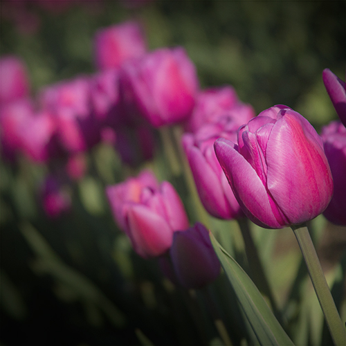 tulips_4