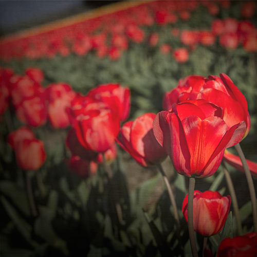 tulips_5