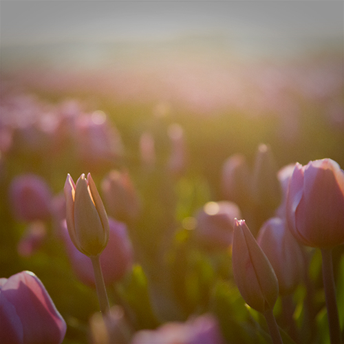 tulips_6