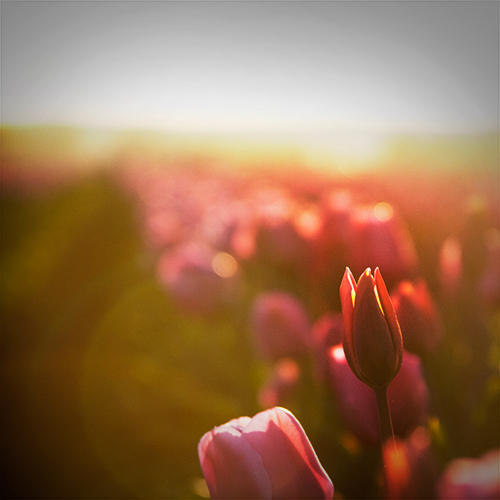 tulips_8