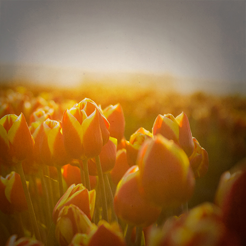 tulips_9